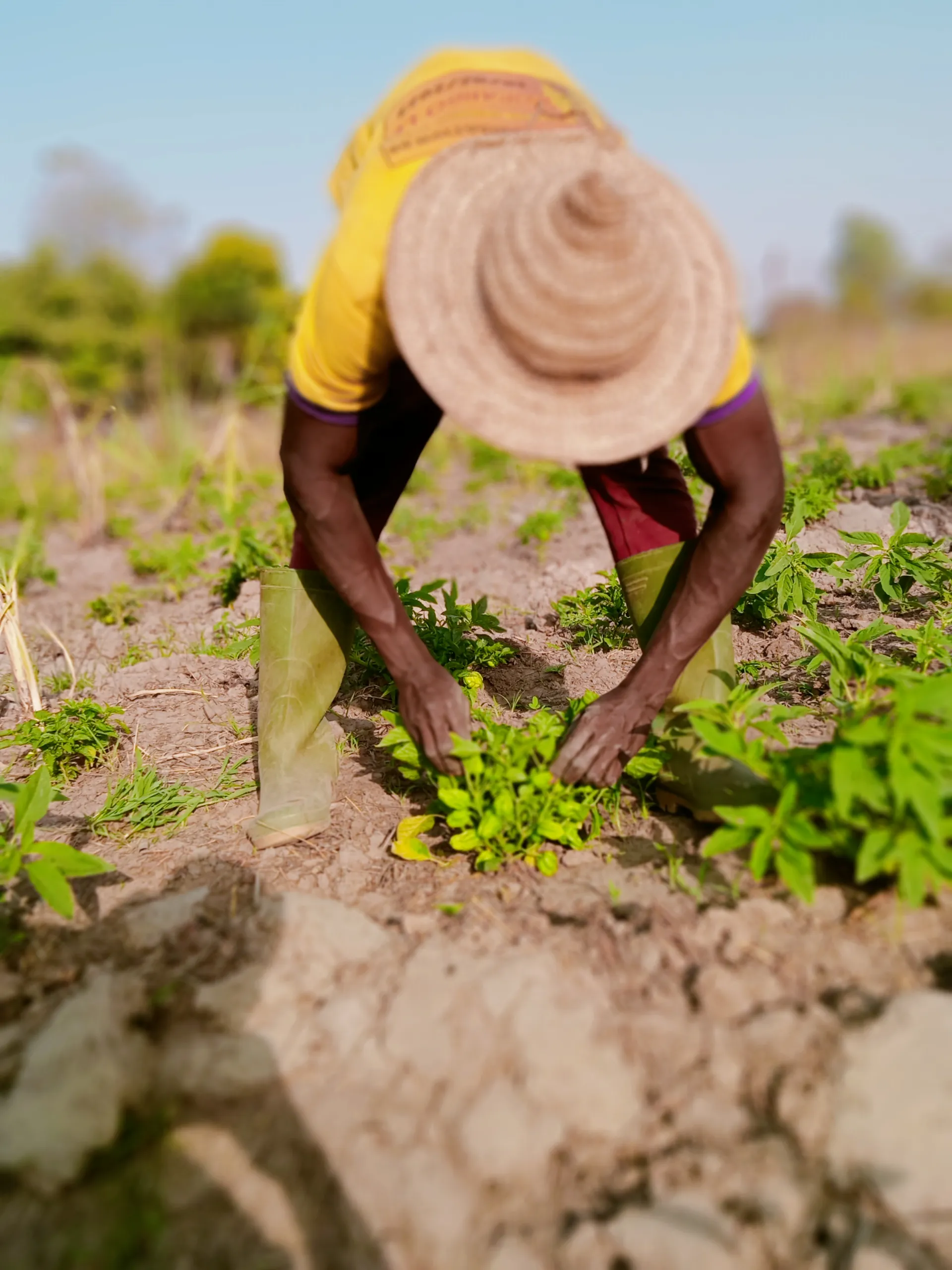 Agriculteur travaillant sur le terrain au Bénin - ISSO SINNA