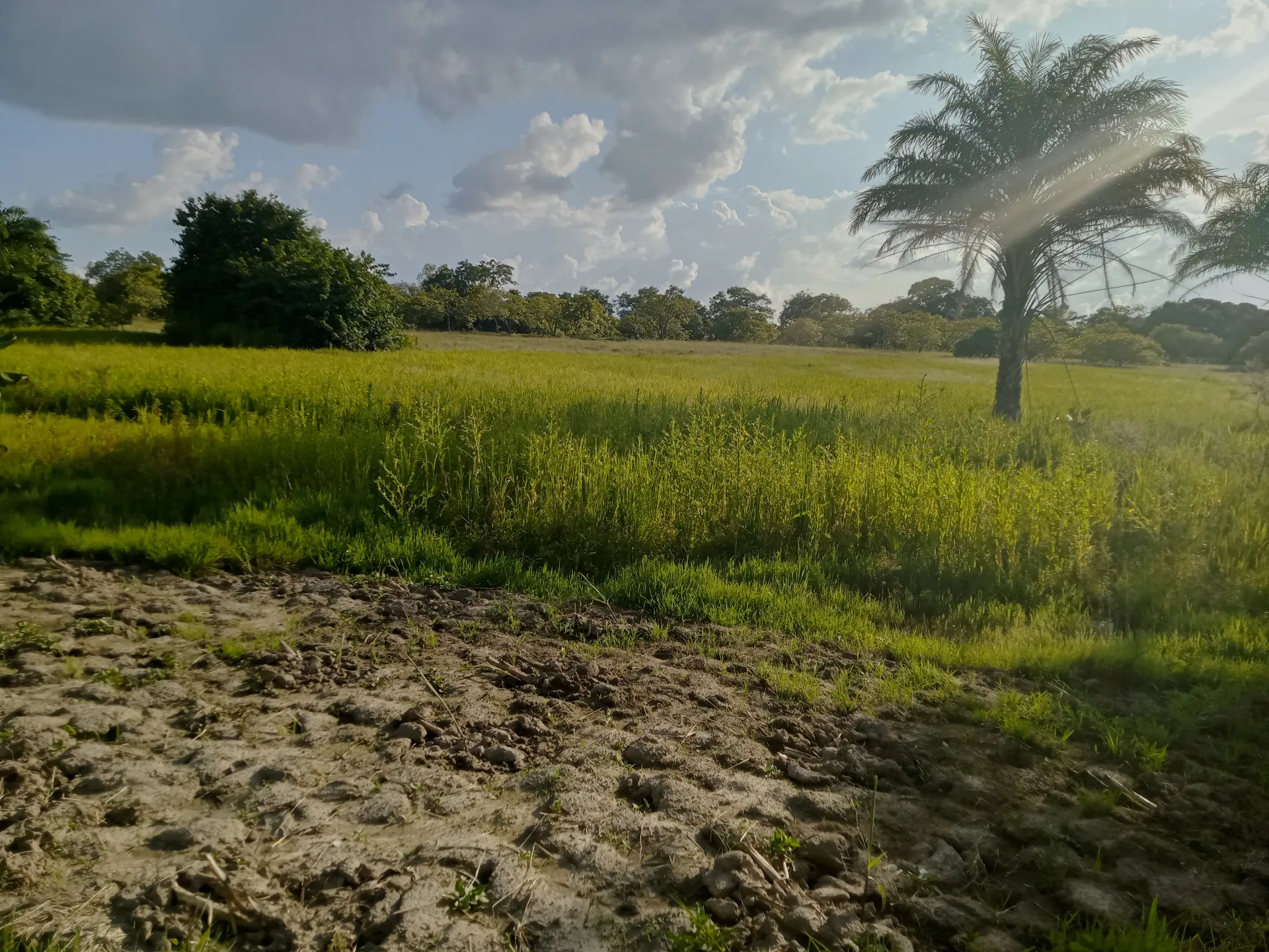 Champ agricole ISSO SINNA sous ciel ouvert
