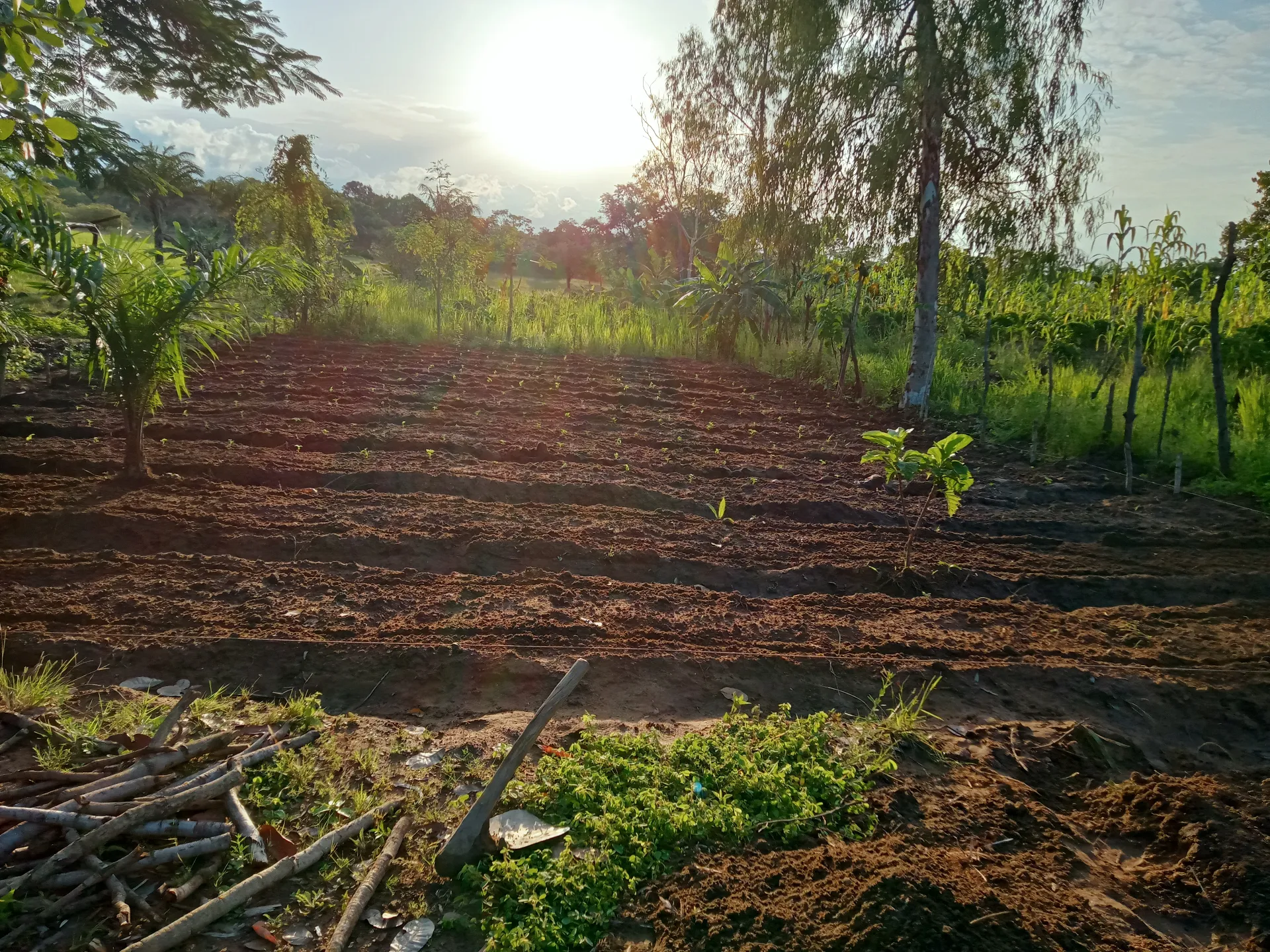 Parcelle nettoyée et préparée au lever du soleil pour accueillir des plants