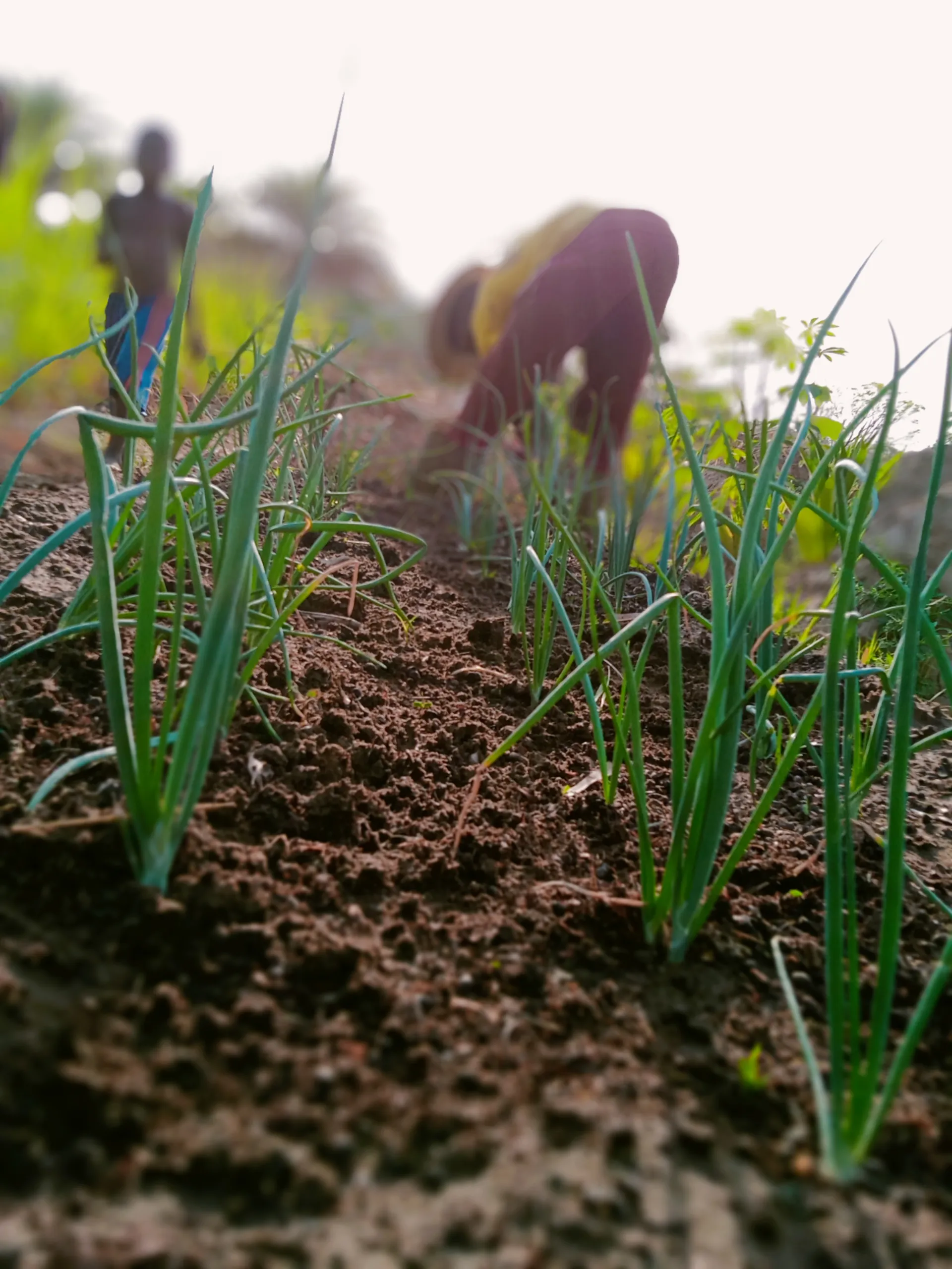 Culture d'oignons et travail agricole en plein champ chez ISSO SINNA