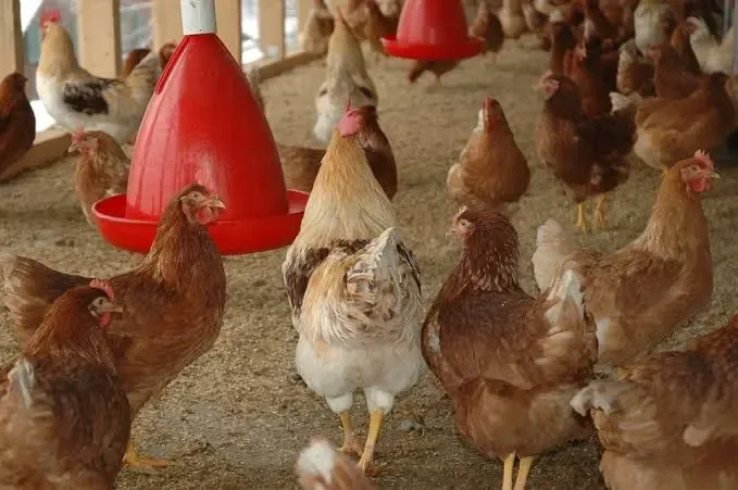 Élevage de volaille fermière au poulailler - ISSO SINNA