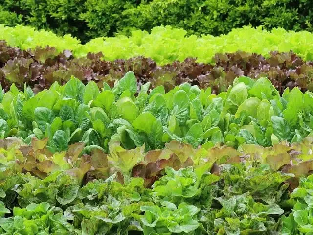 Culture maraîchère de salades fraîches en rangées - ISSO SINNA