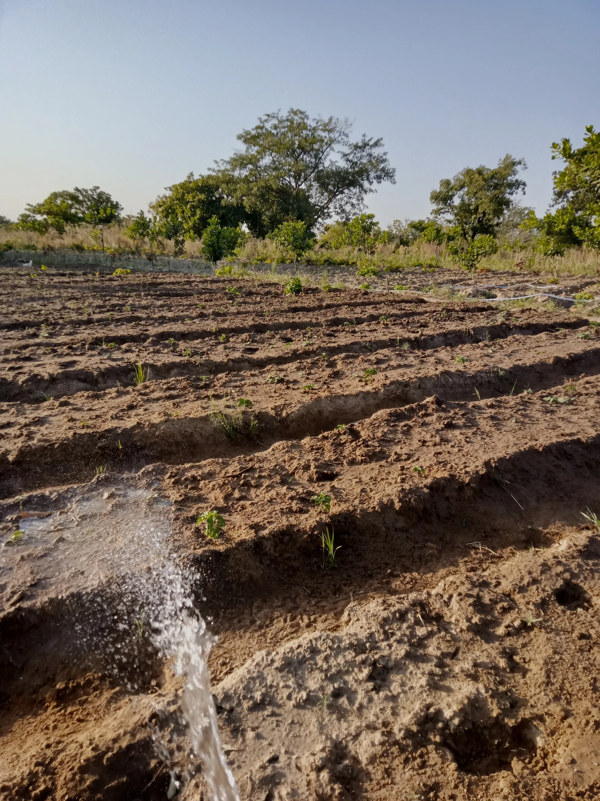 Irrigation et entretien régulier de jeunes plants au champ chez ISSO SINNA