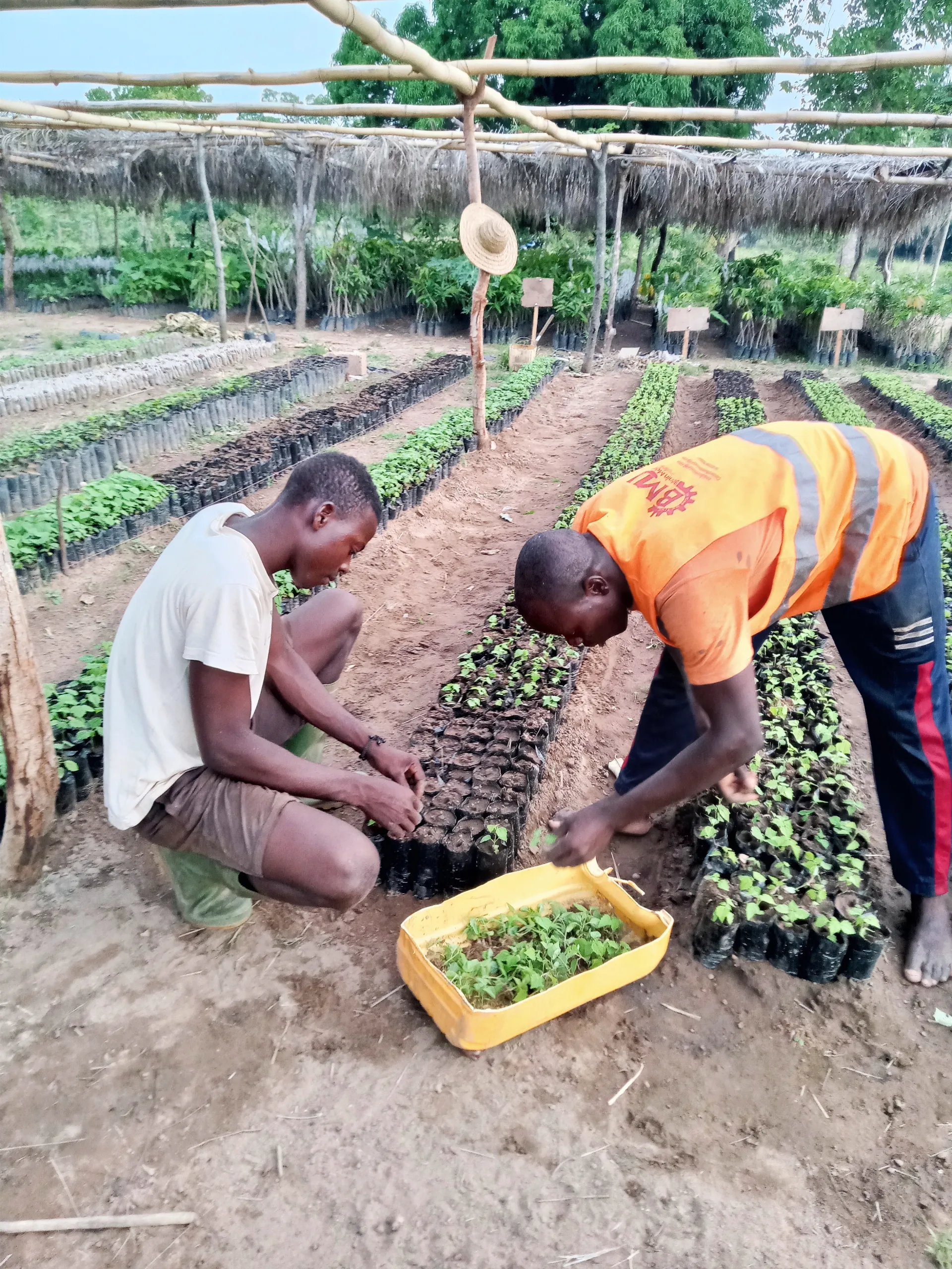 Équipe d'agriculteurs mettant en terre de jeunes arbres au Bénin