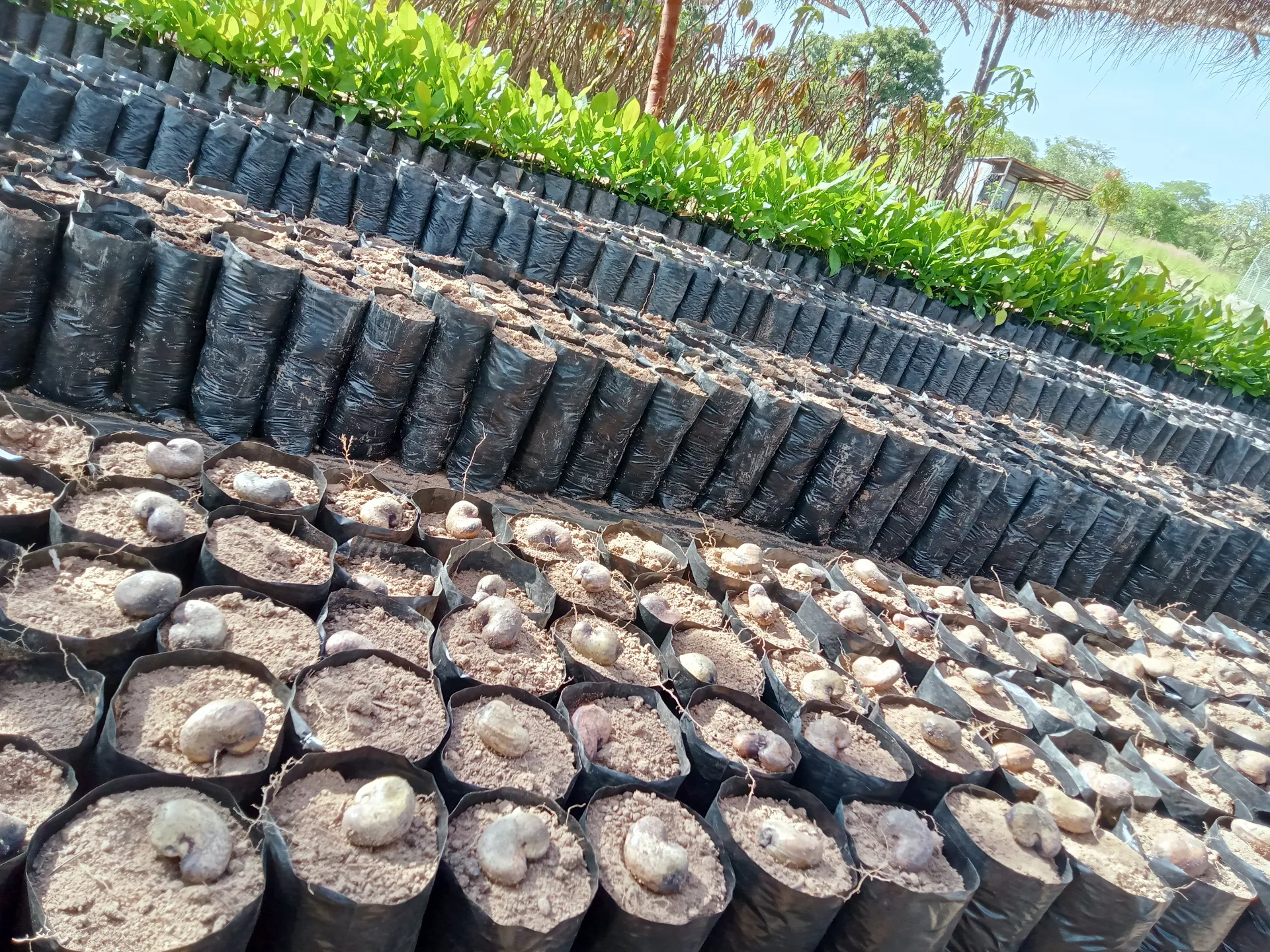 Colonnes de jeunes plants fruitiers et forestiers en pépinière chez ISSO SINNA