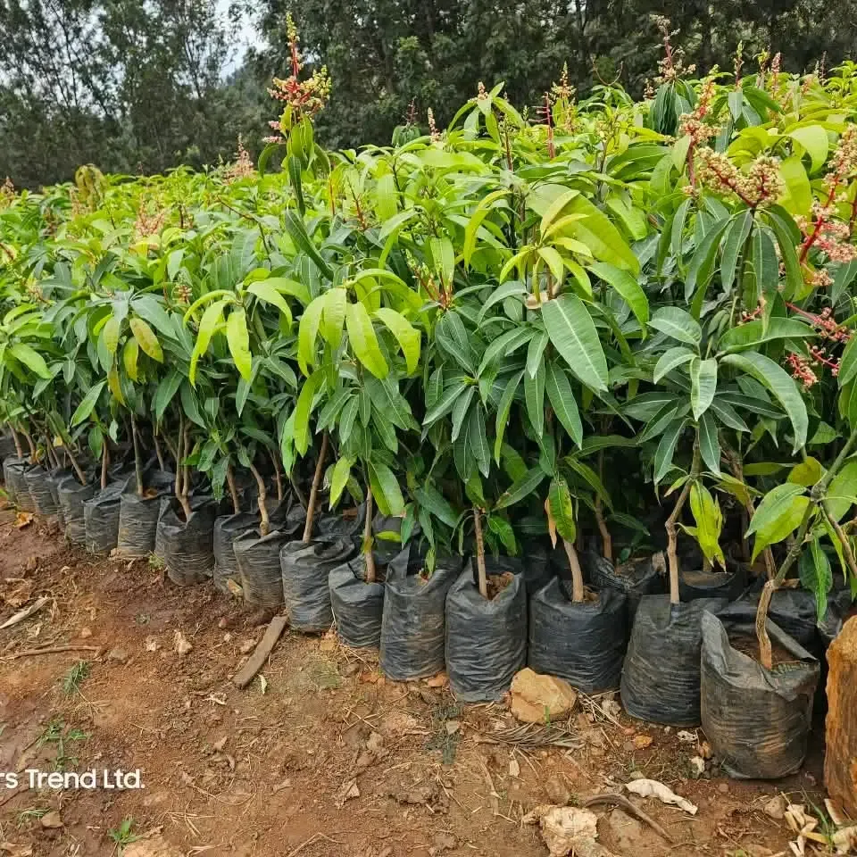 Plants fruitiers et manguiers greffés en pépinière chez ISSO SINNA à Djougou