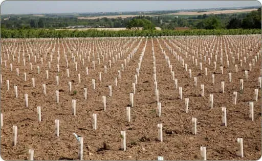 Piquetage régulier et alignement géométrique sur la parcelle agricole