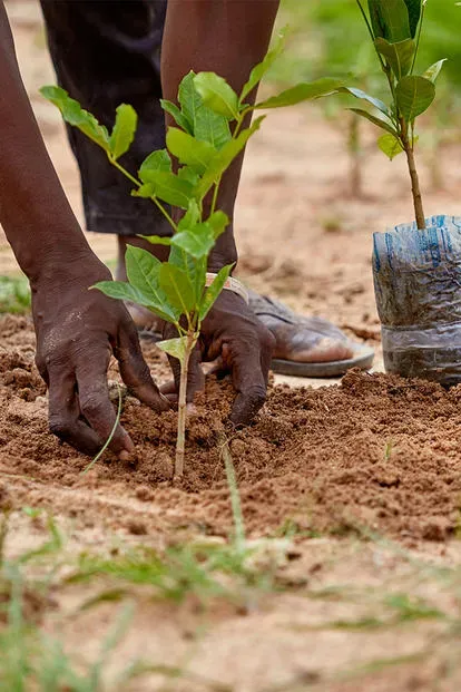Plantation manuelle soignée d'un jeune plant en terre chez ISSO SINNA