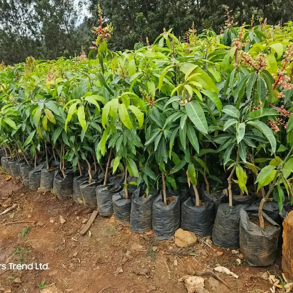 Production de plants fruitiers et forestiers en sachets chez ISSO SINNA