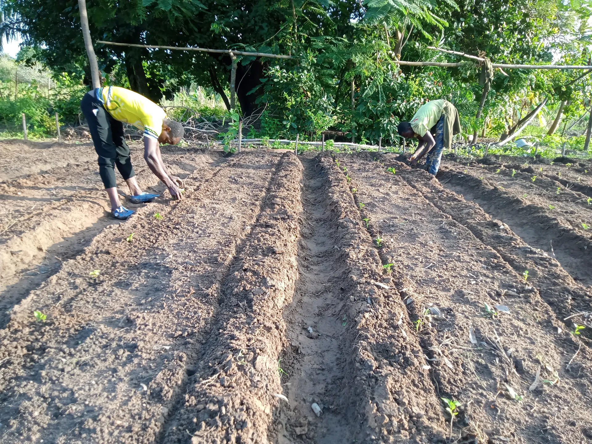 Piquetage et alignement soigné des rangées de plantation au champ